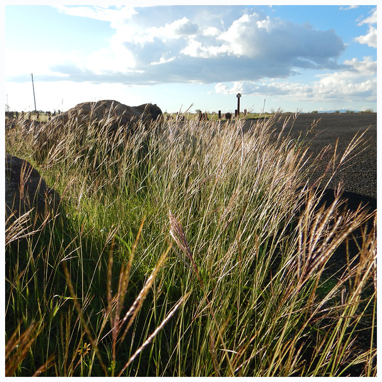 A tall green grass, more spindly and spaced out in appearance. The stems are topped with feathery-looking brown and purple seeds.